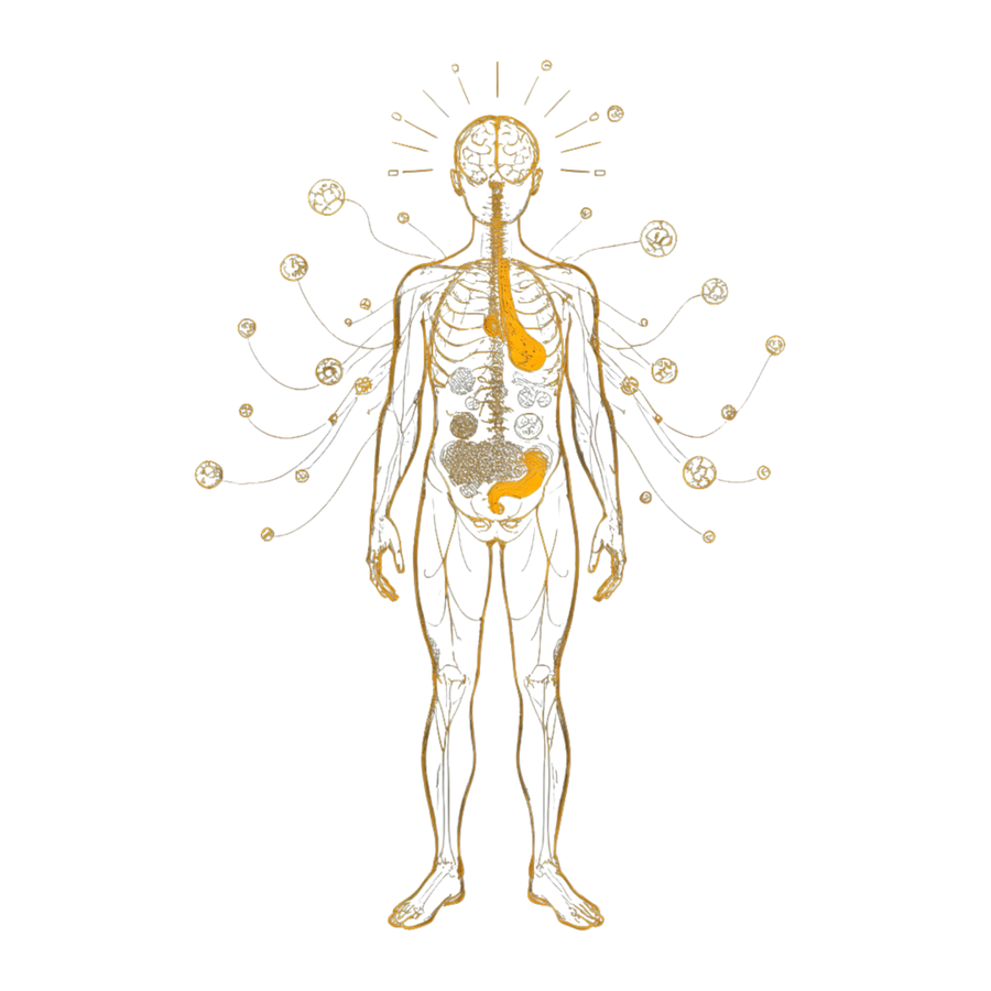 Human biological systems in harmony